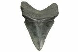 Bargain, Fossil Megalodon Tooth - South Carolina #368379-1